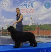 Превью фото № 209699