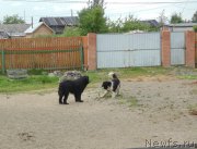 Превью фото № 209713