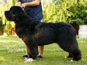 Превью фото № 209717