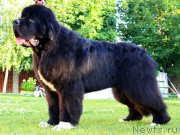 Превью фото № 209720