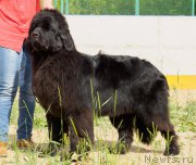 Превью фото № 209766