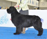 Превью фото № 209781