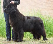 Превью фото № 209800