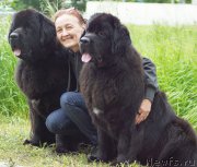 Превью фото № 209803