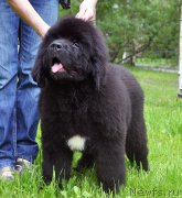 Превью фото № 209808