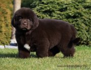 Превью фото № 209878