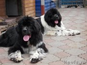 Превью фото № 209952