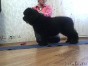 Превью фото № 210012