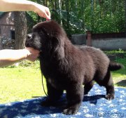 Превью фото № 210059