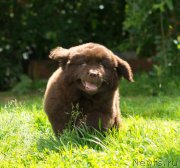 Превью фото № 210125