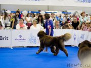 Превью фото № 210151