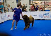 Превью фото № 210156