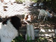 Превью фото № 210213