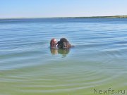 Превью фото № 210233