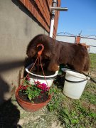 Превью фото № 210237