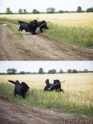 Превью фото № 210275