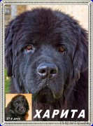 Превью фото № 210328