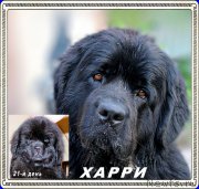 Превью фото № 210333