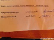 Превью фото № 210344