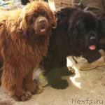 Превью фото № 210355