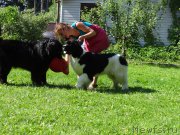 Превью фото № 210365