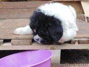 Превью фото № 210448