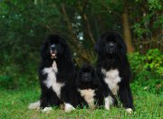 Превью фото № 210481