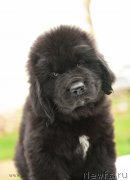 Превью фото № 210517