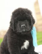 Превью фото № 210522