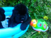 Превью фото № 210564