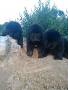 Превью фото № 210565