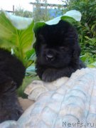 Превью фото № 210566