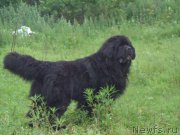 Превью фото № 210594