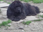 Превью фото № 210609