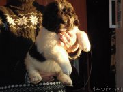 Превью фото № 210614