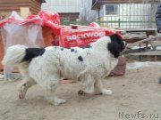 Превью фото № 210617