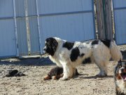 Превью фото № 210619