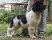 Превью фото № 210699