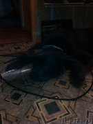 Превью фото № 210798