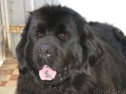 Превью фото № 210808