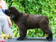 Превью фото № 210876