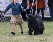 Превью фото № 210899