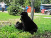 Превью фото № 210909