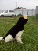 Превью фото № 210943