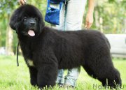 Превью фото № 210966