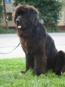 Превью фото № 211005