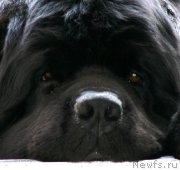 Превью фото № 211037