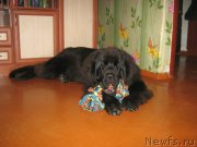 Превью фото № 211056