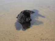 Превью фото № 211077