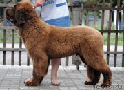 Превью фото № 211100